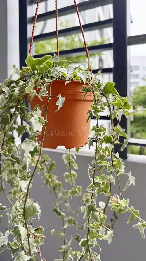 Plant in its new home