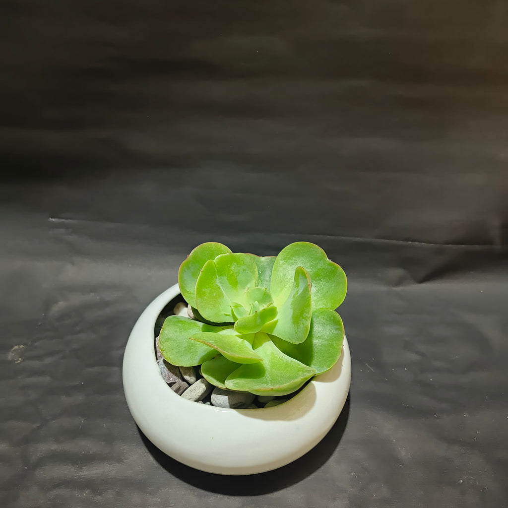 Echeveria pallida