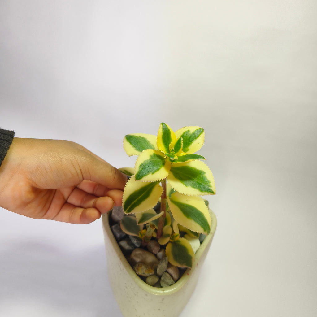 Crassula Sarmentosa