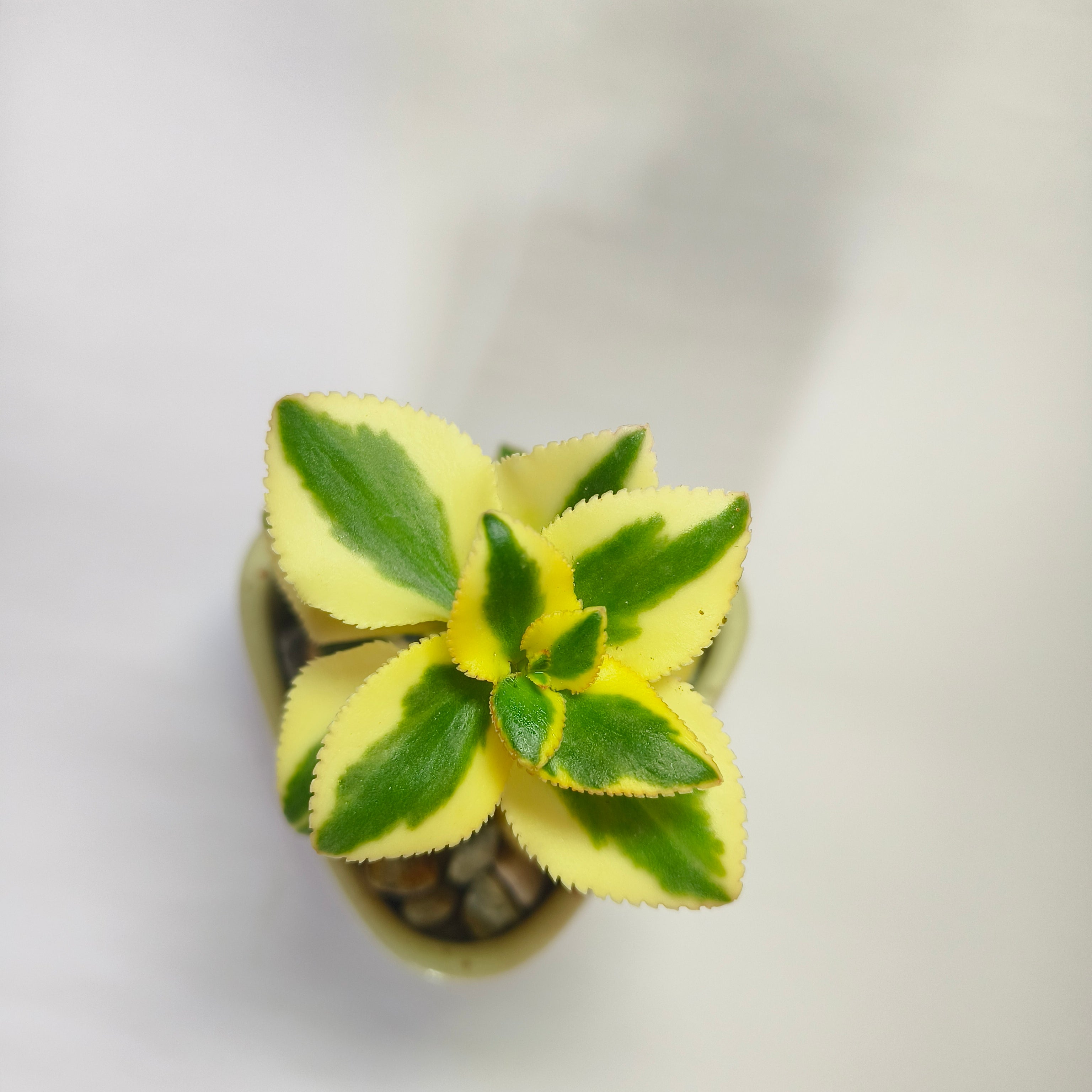 Crassula Sarmentosa