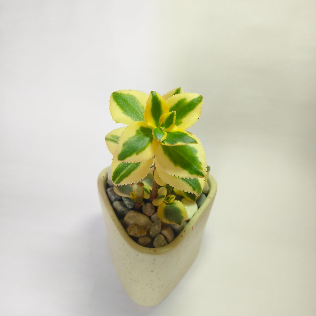 Crassula Sarmentosa