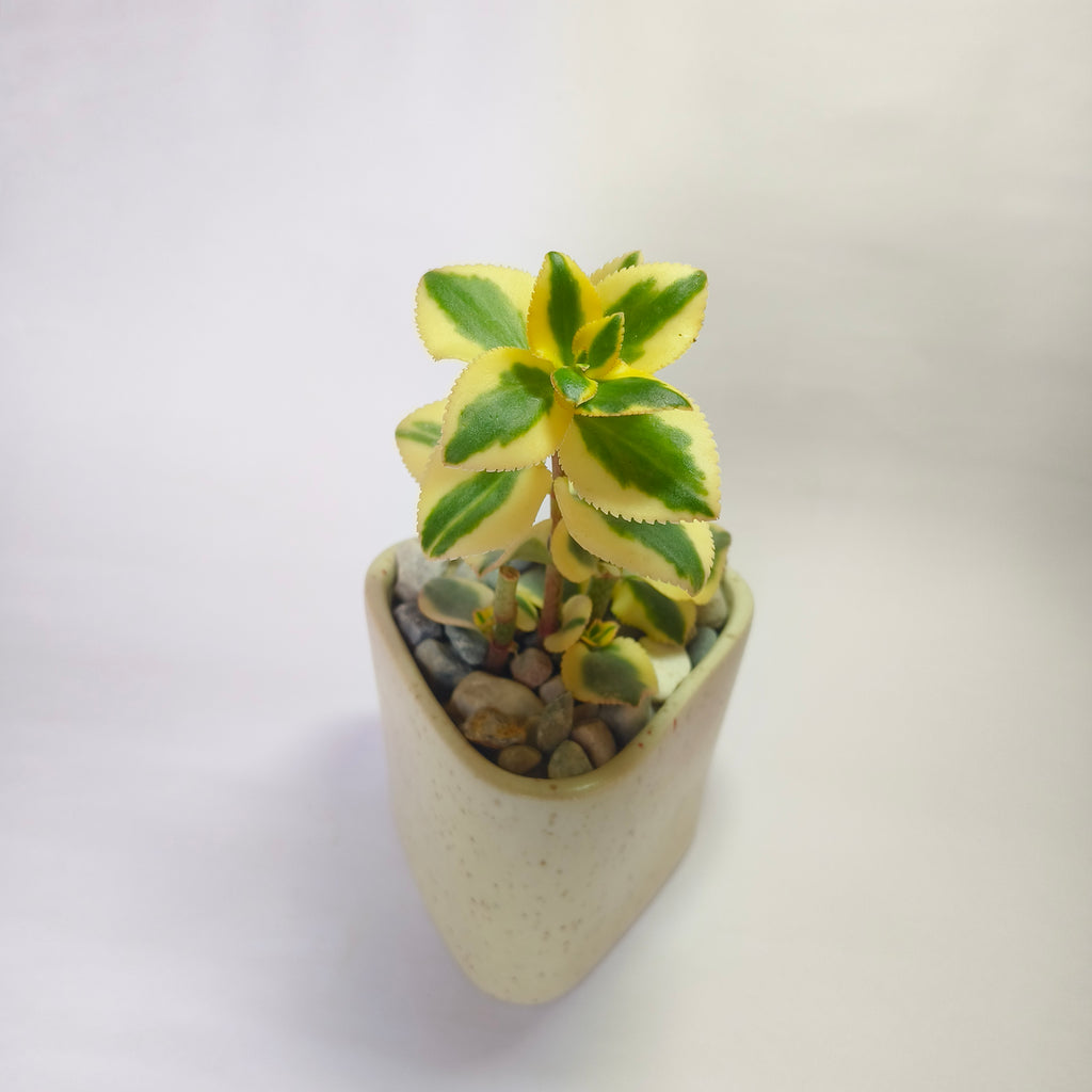 Crassula Sarmentosa