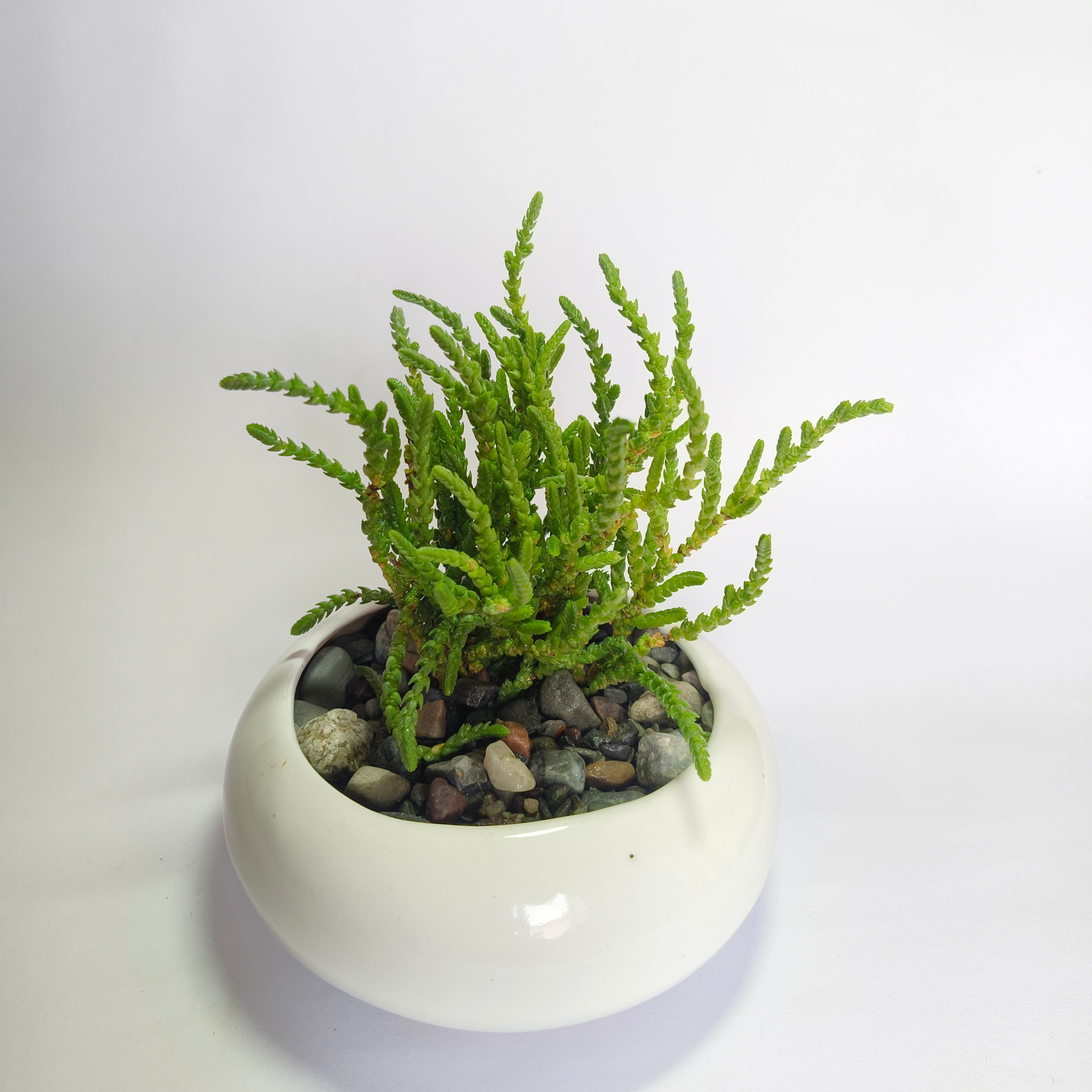 Crassula muscosa