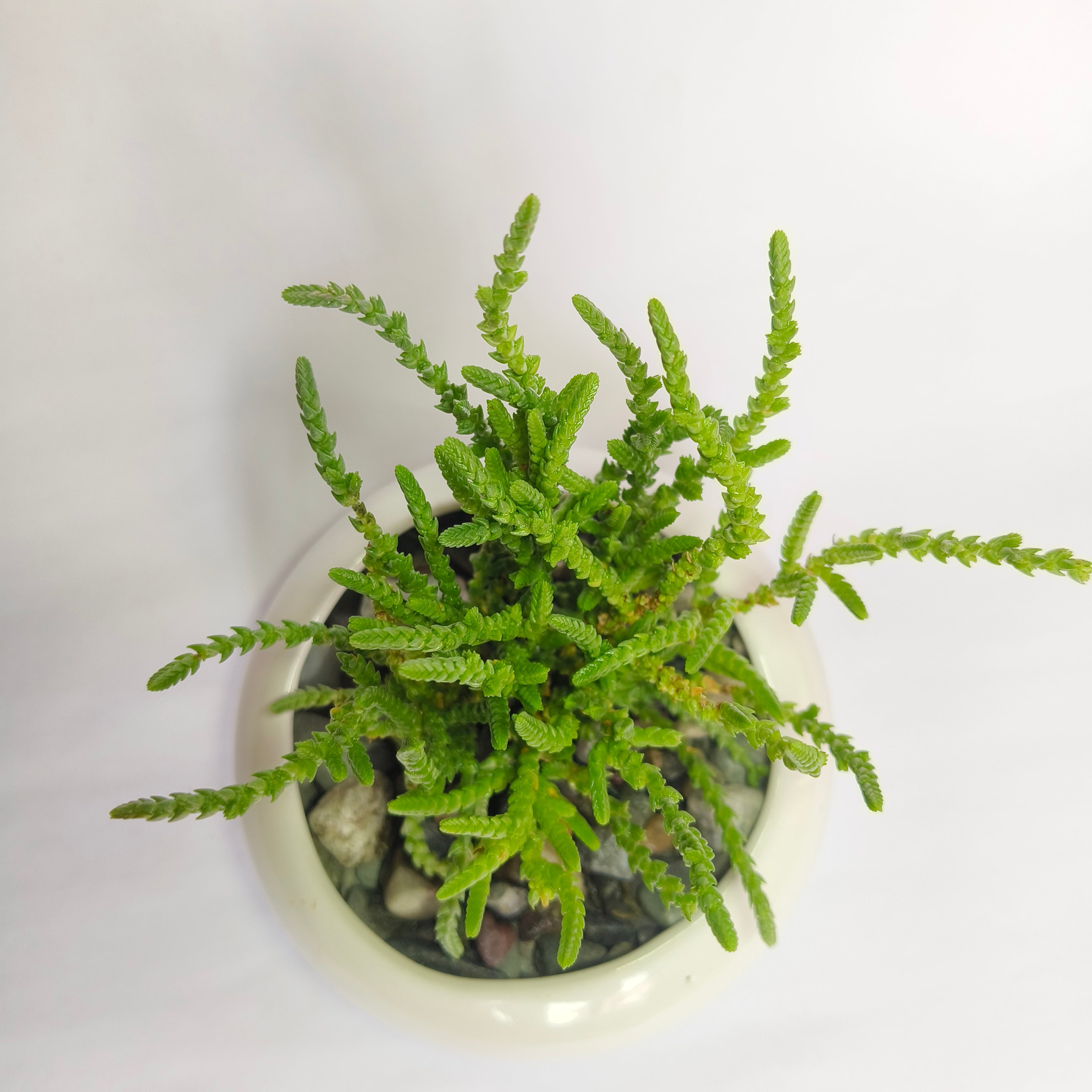 Crassula muscosa
