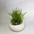 Crassula muscosa