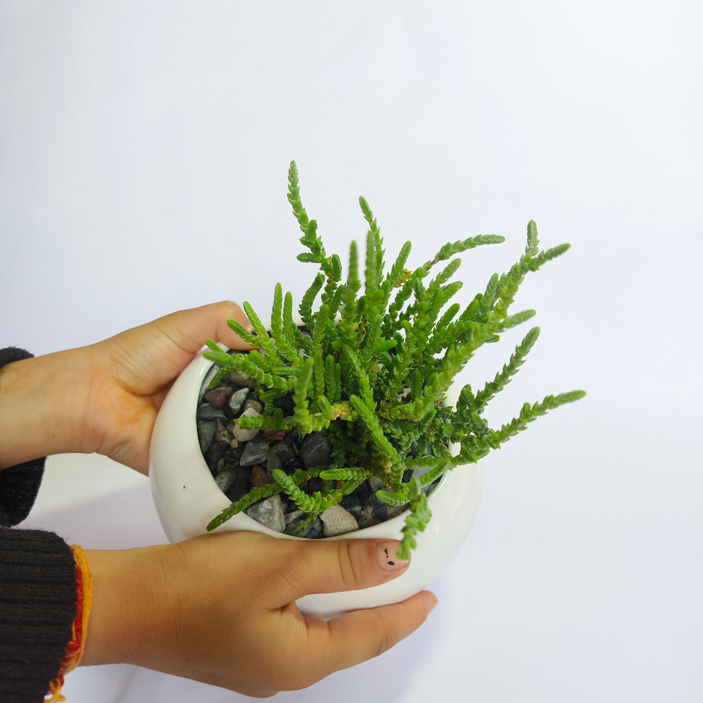 Crassula muscosa