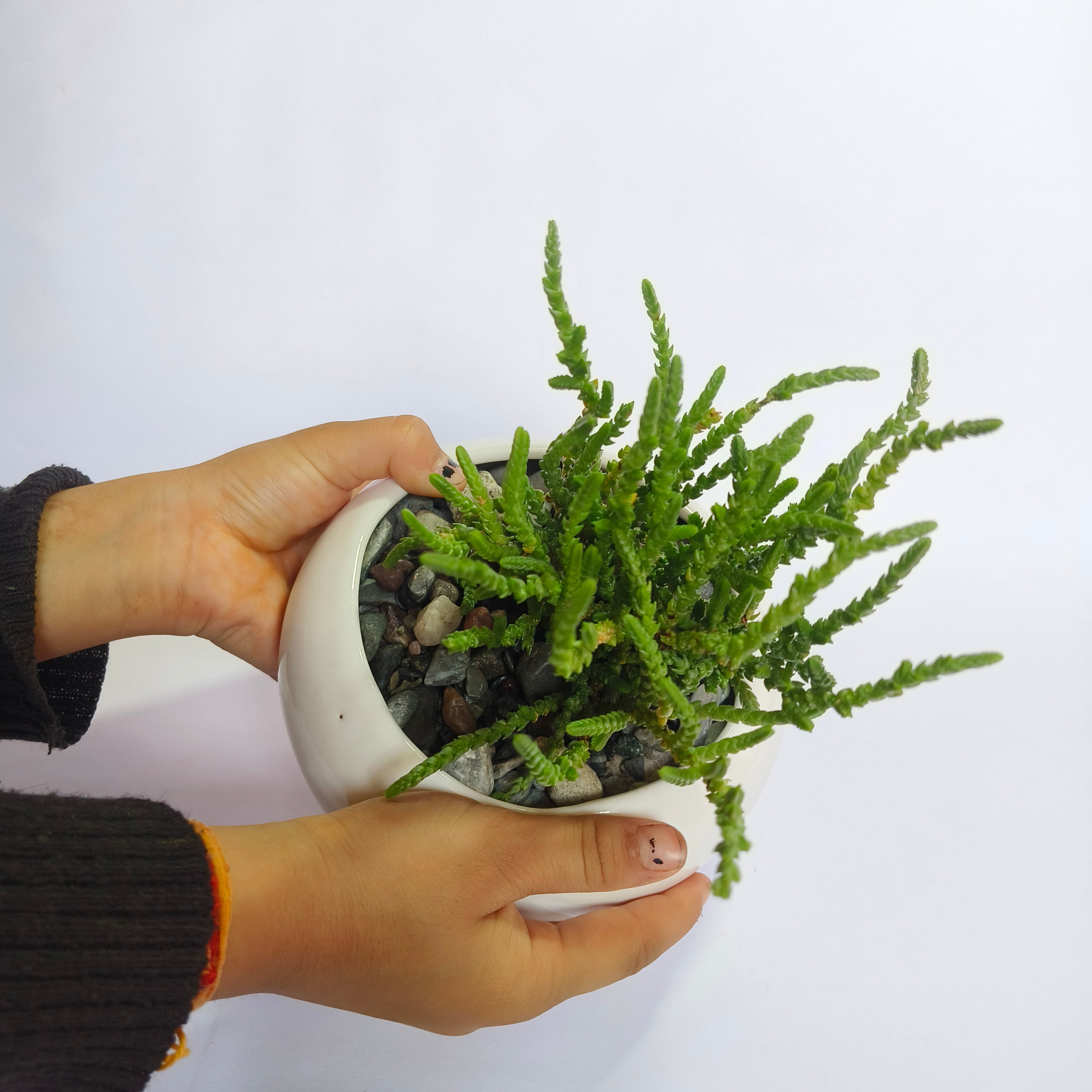 Crassula muscosa