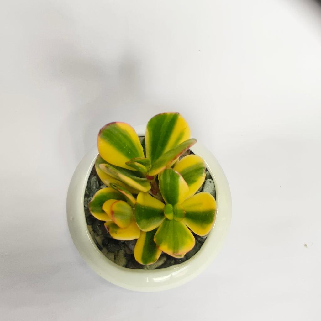 variegated jade
