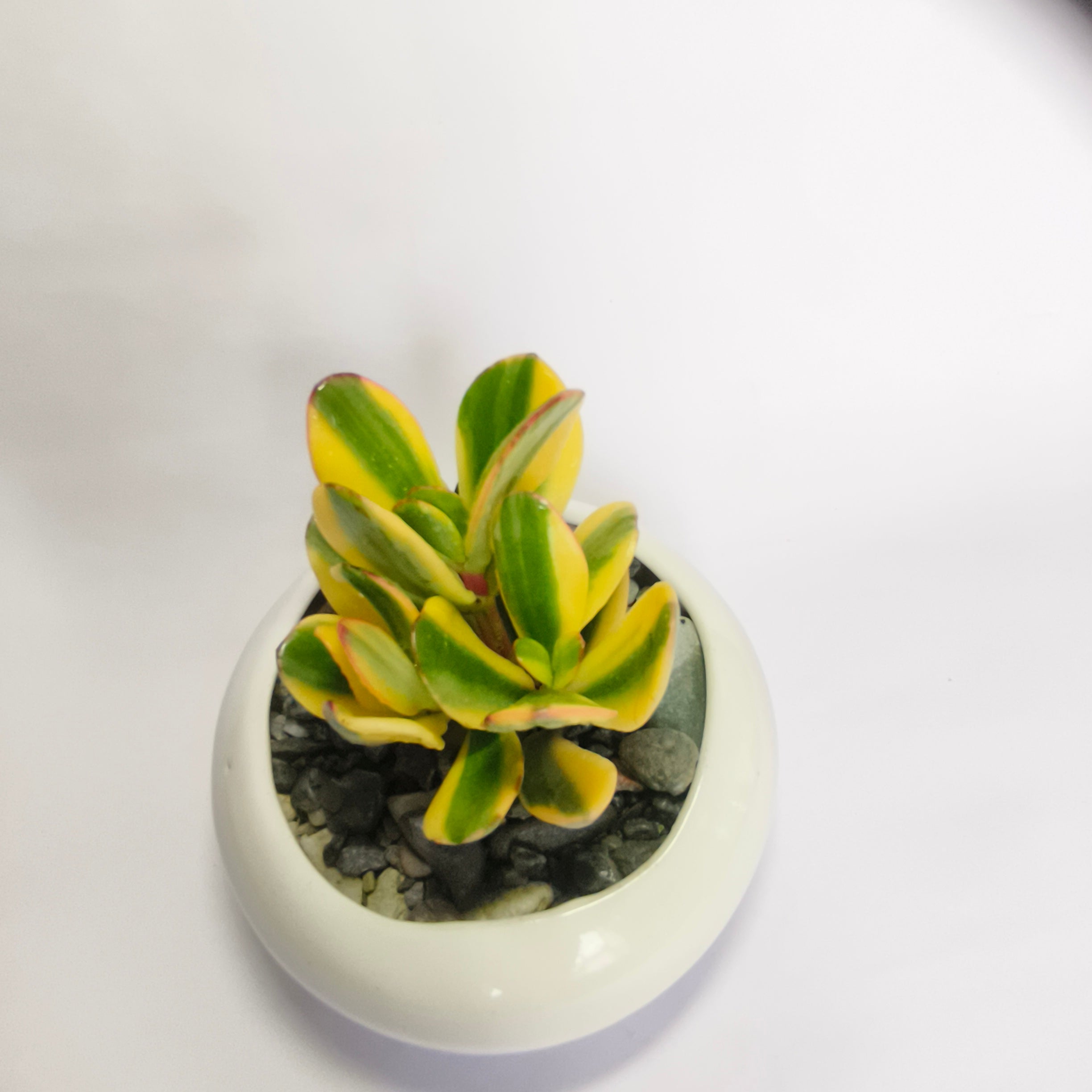 variegated jade