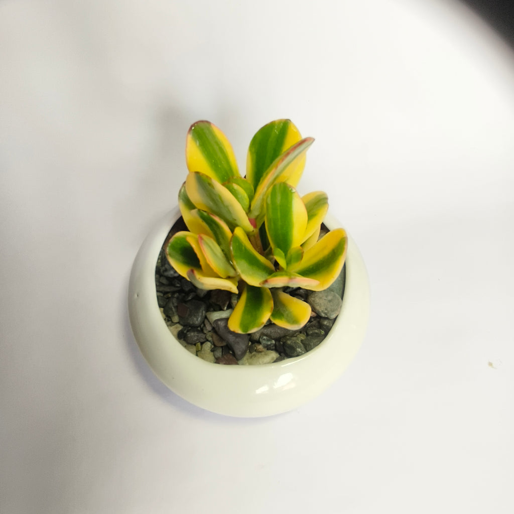 variegated jade