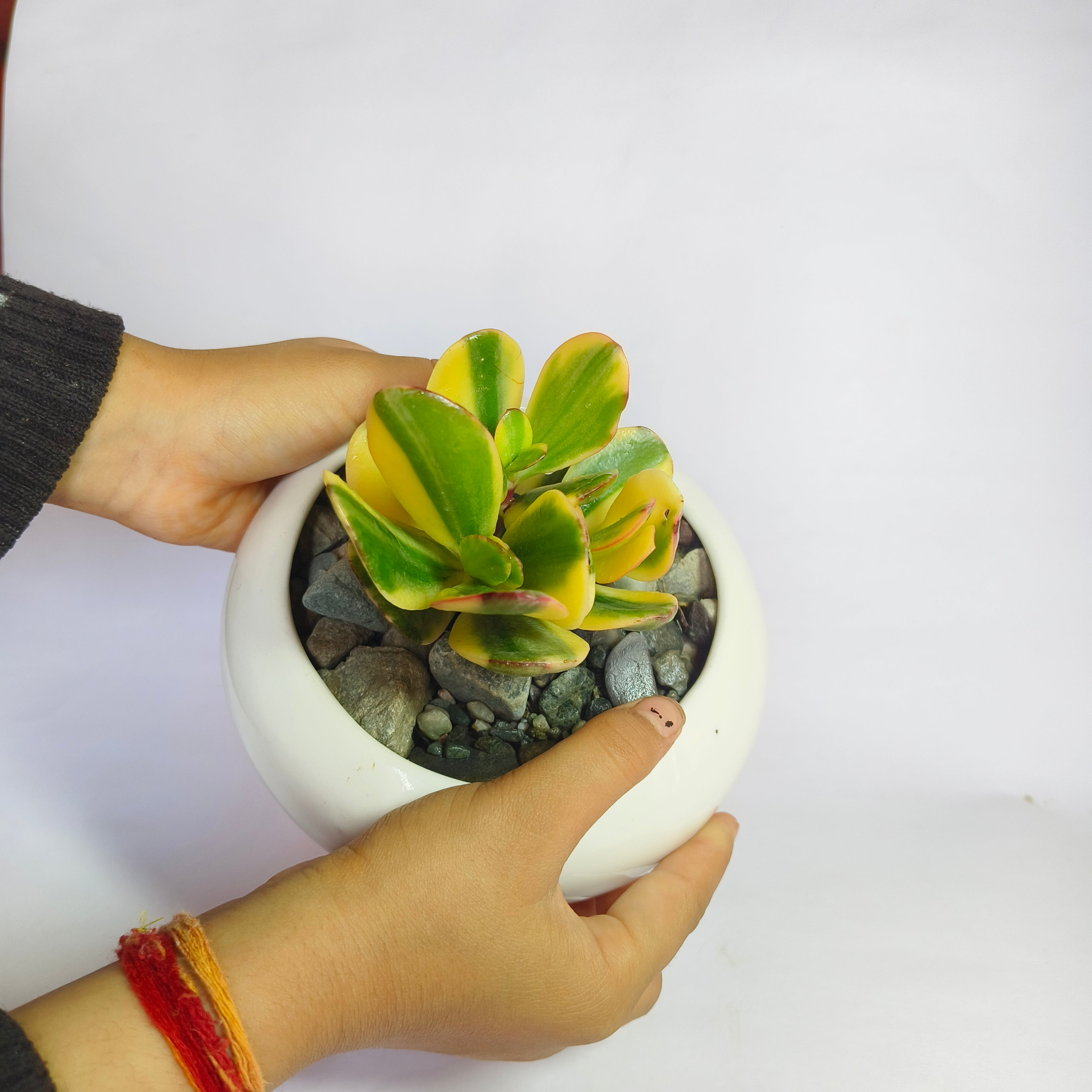 variegated jade