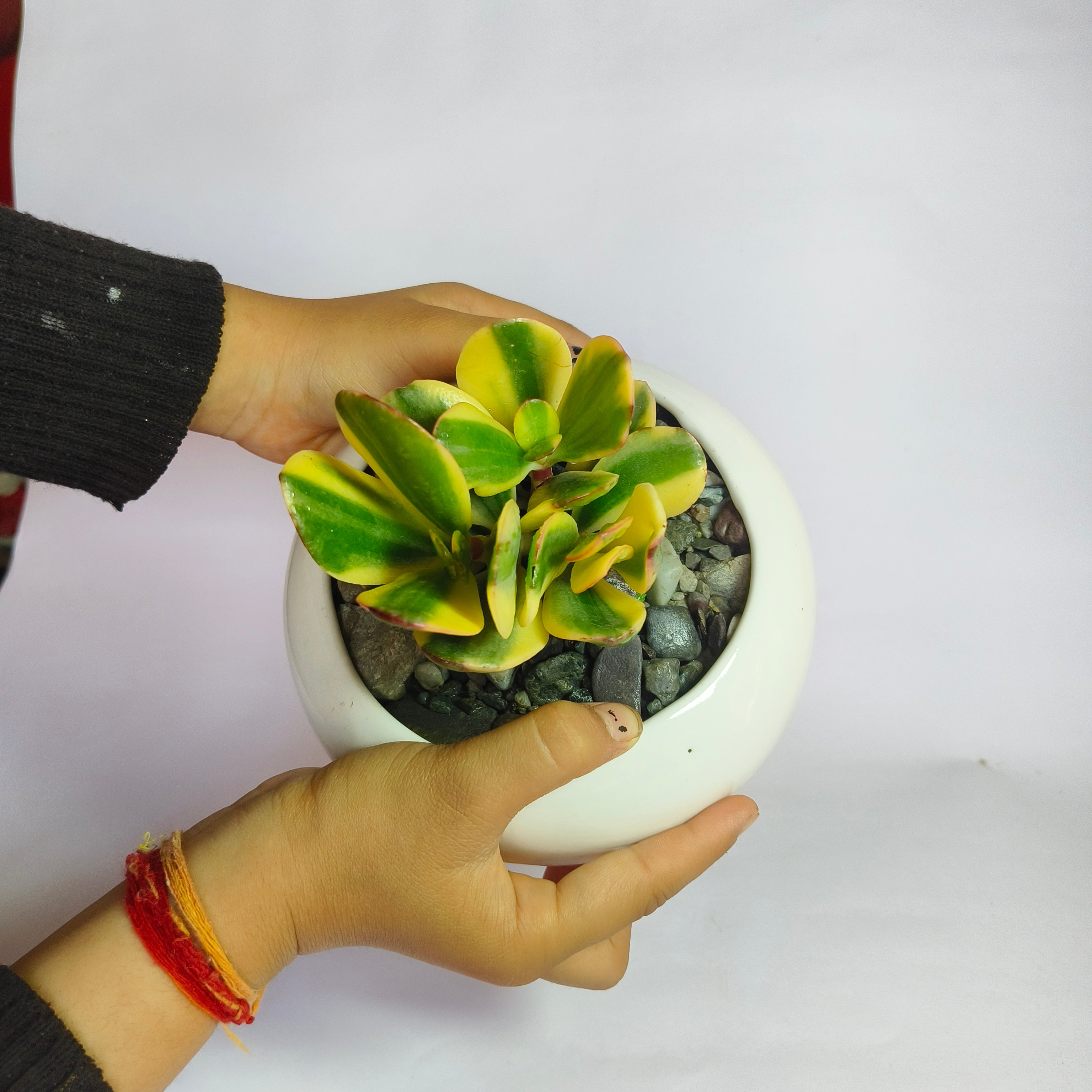 variegated jade