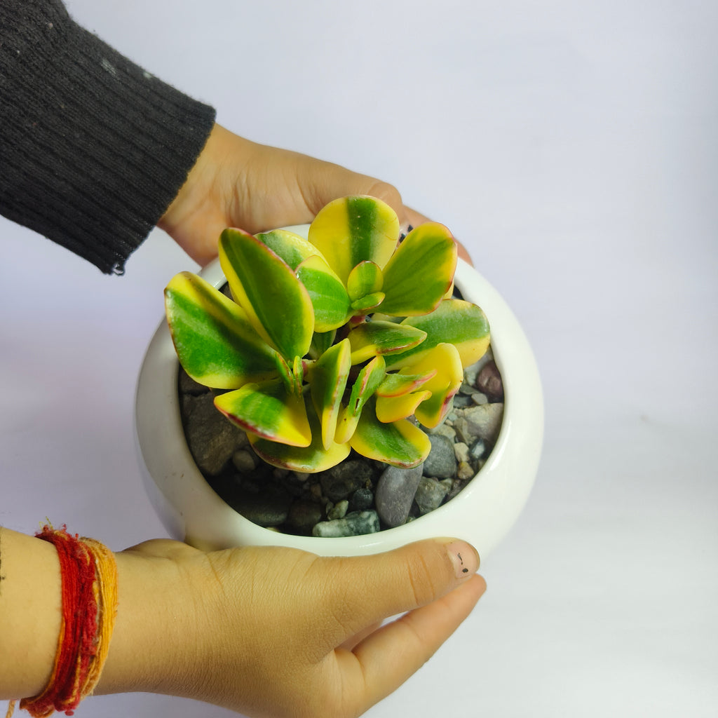 variegated jade