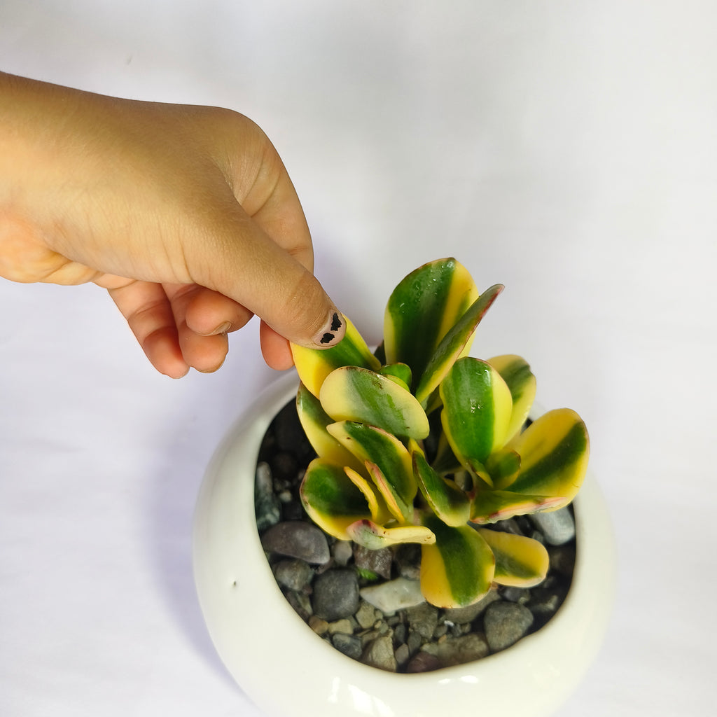 variegated jade