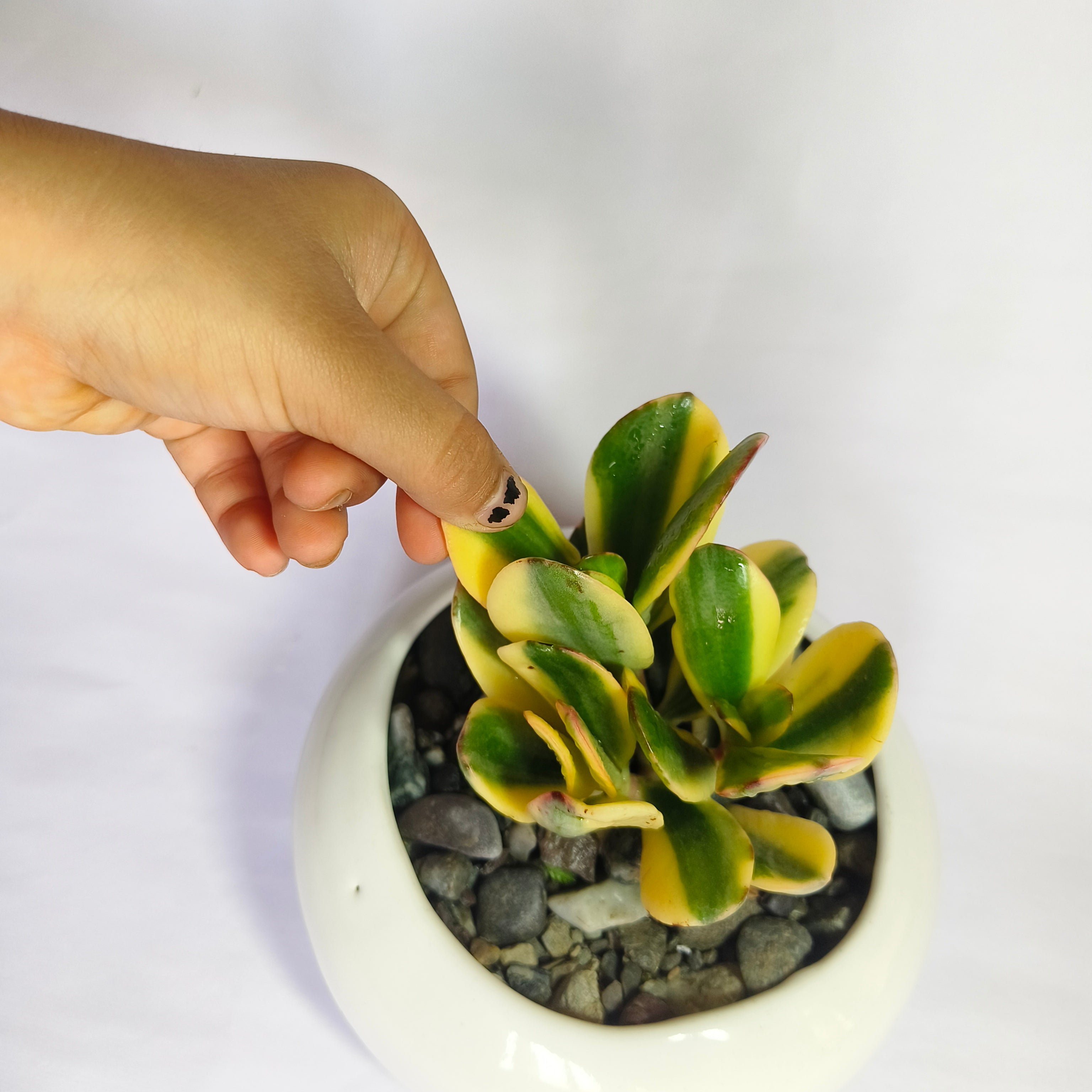 variegated jade