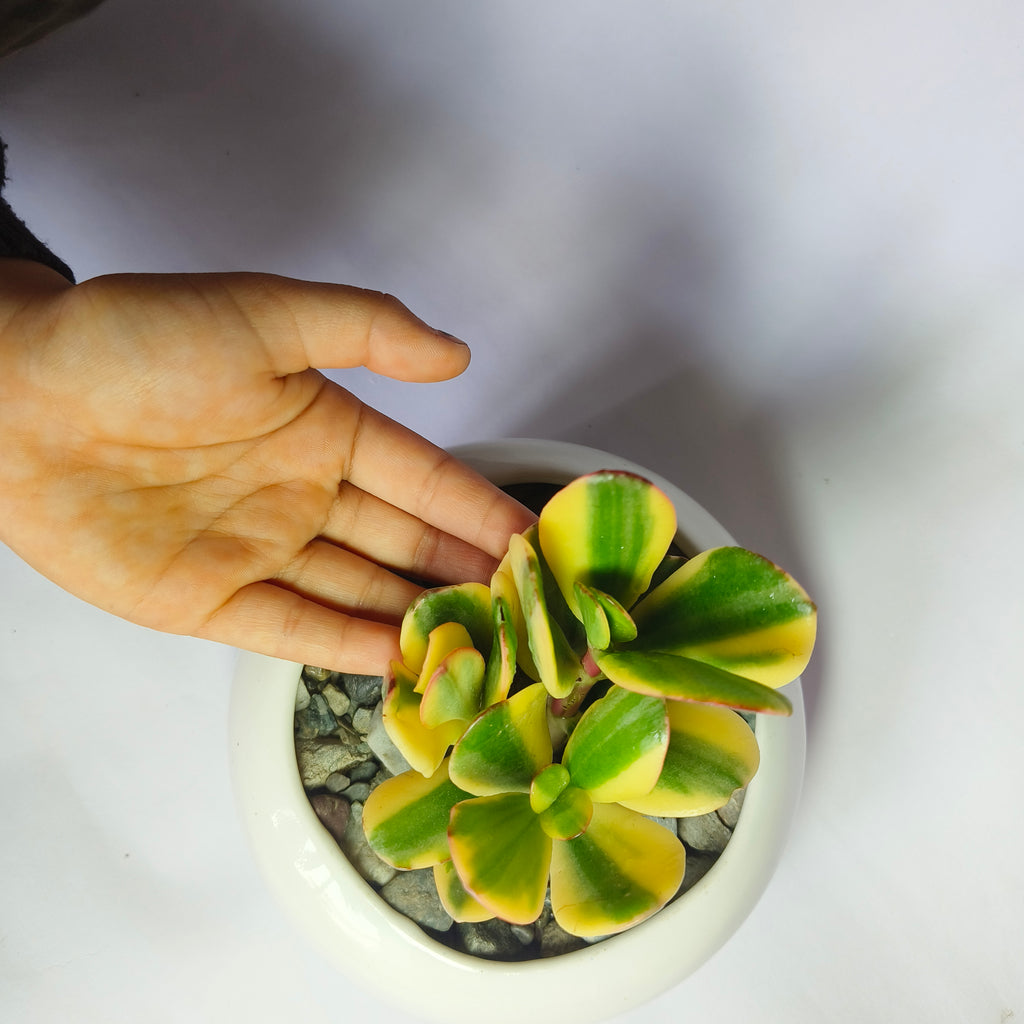variegated jade