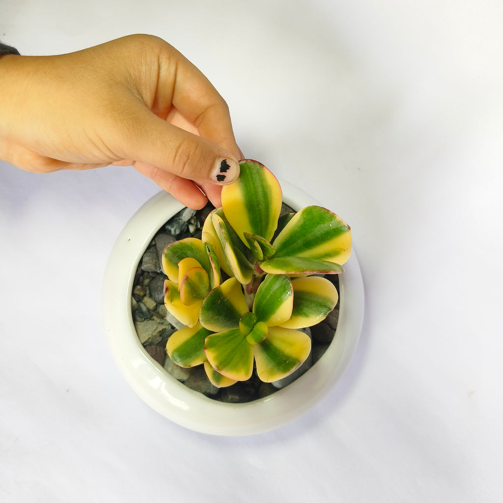 variegated jade