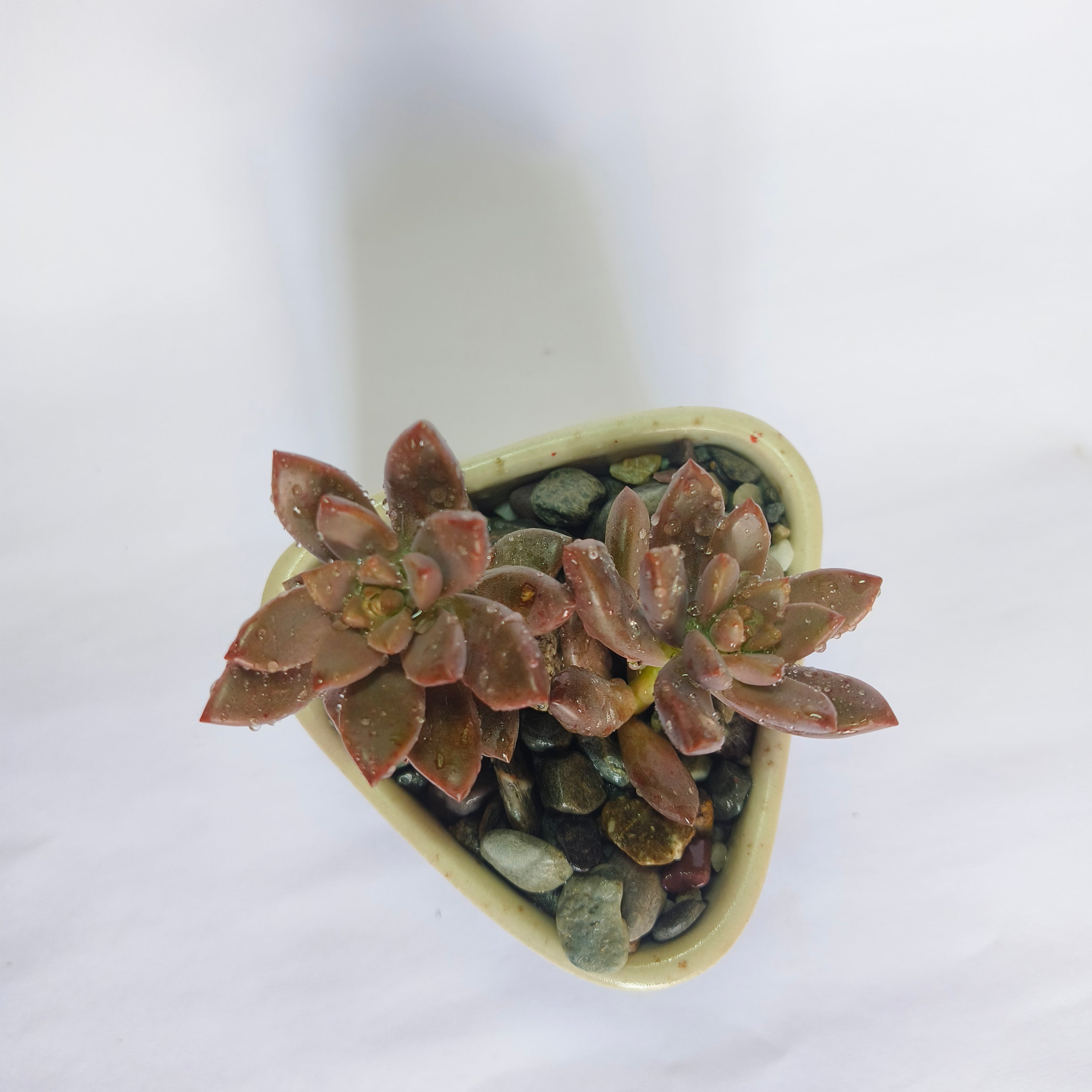 choclate sedum