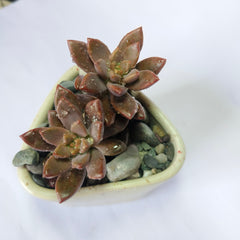 choclate sedum