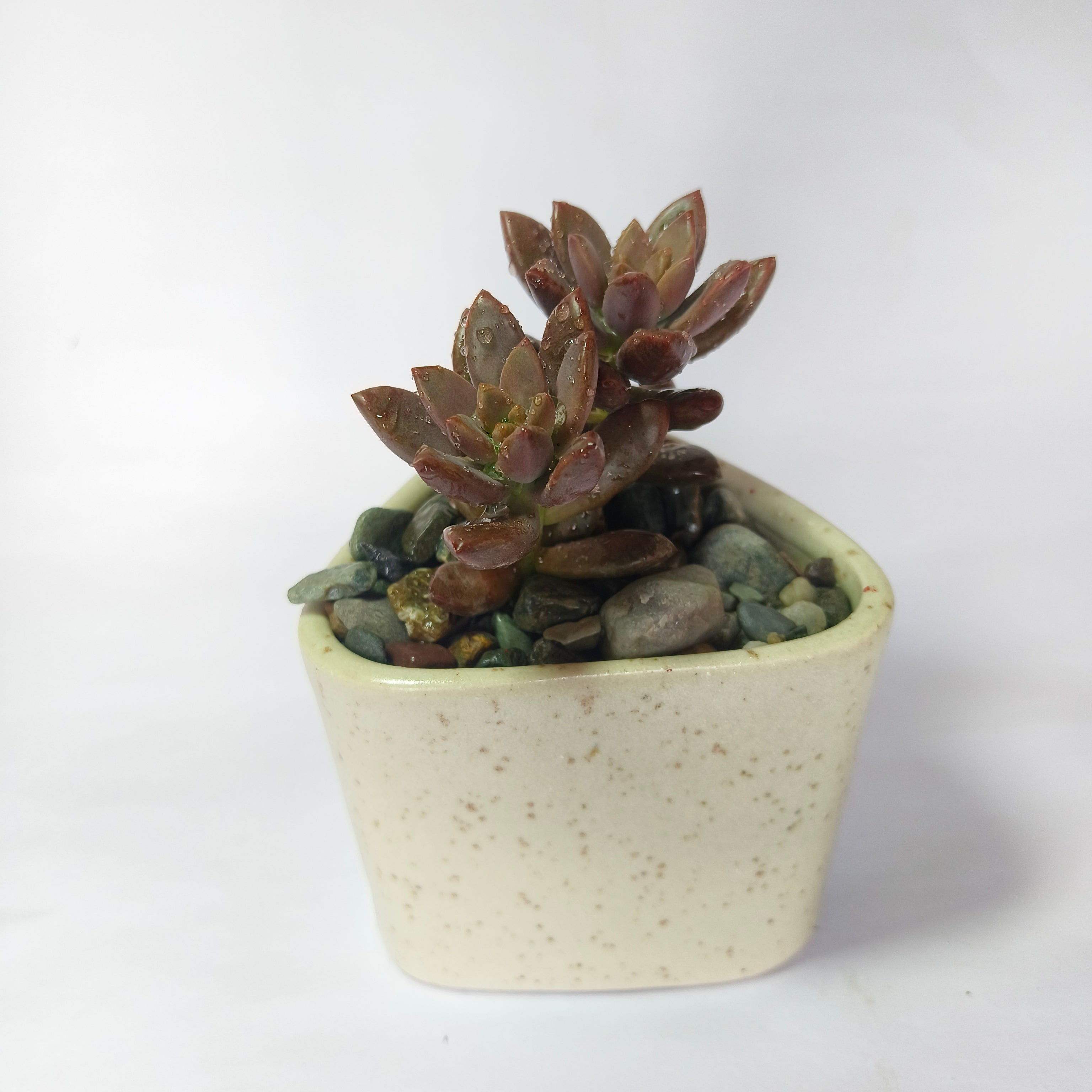 choclate sedum