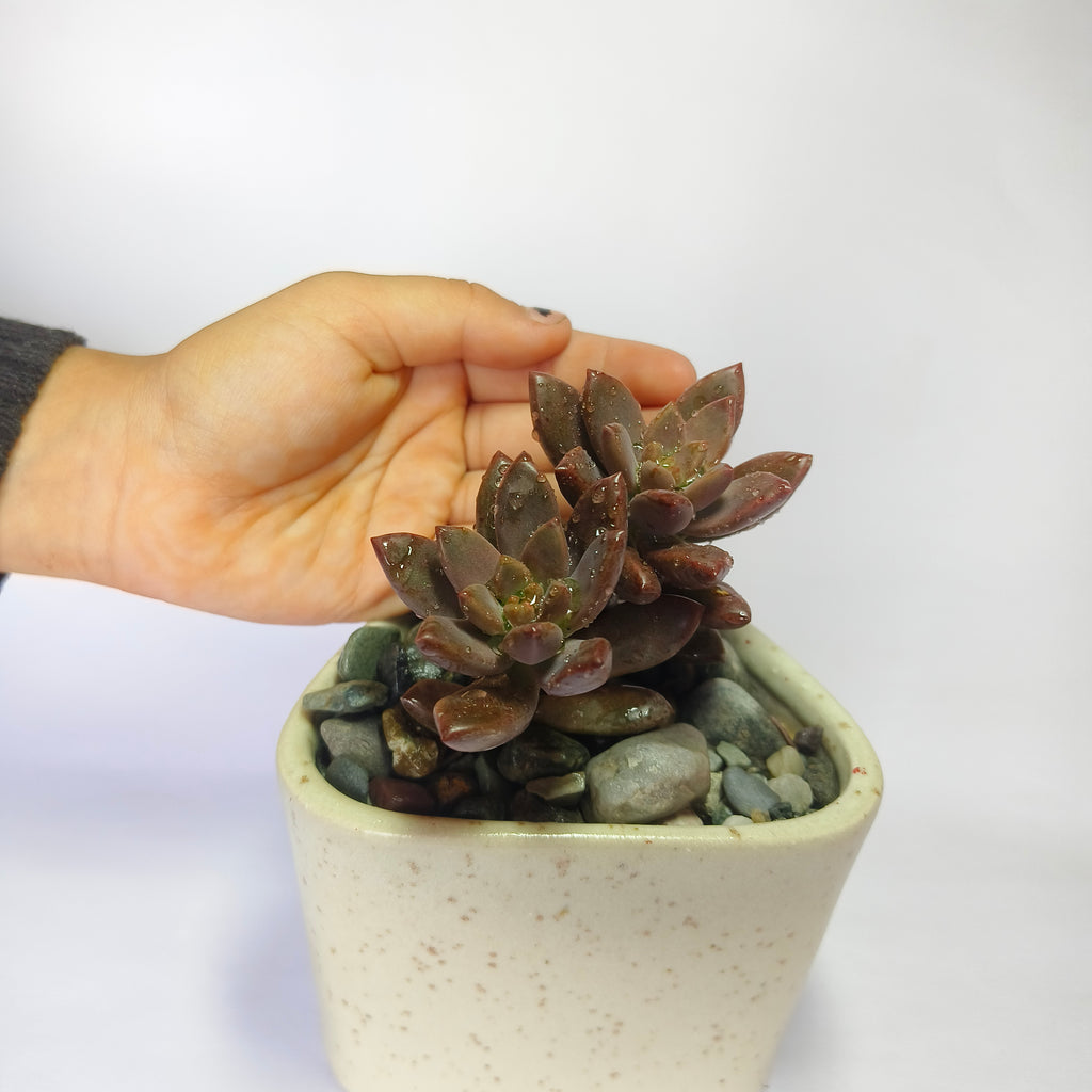 choclate sedum