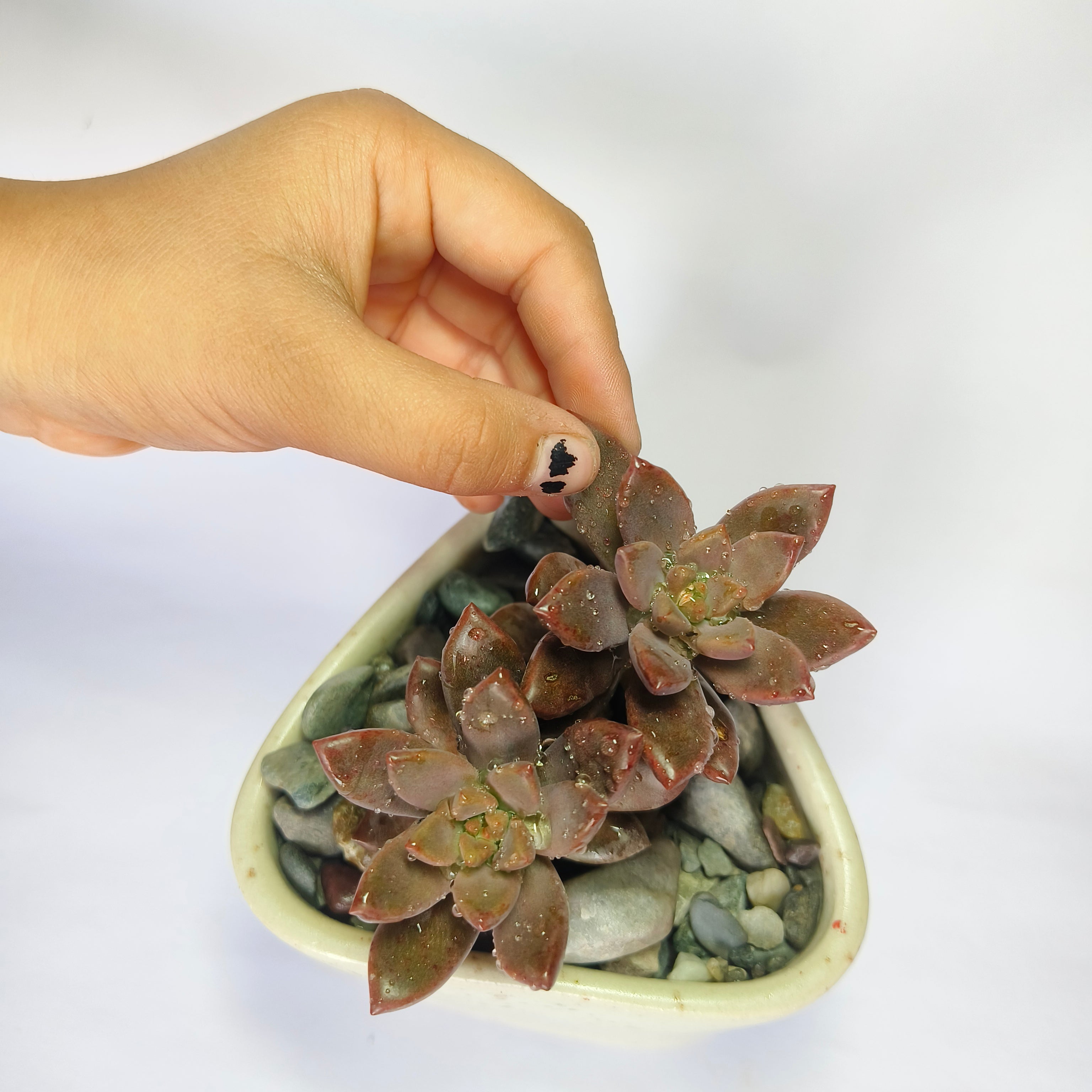 choclate sedum