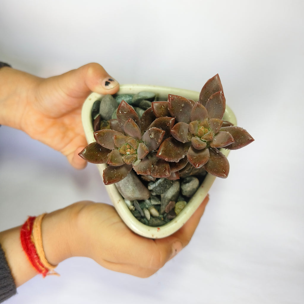 choclate sedum
