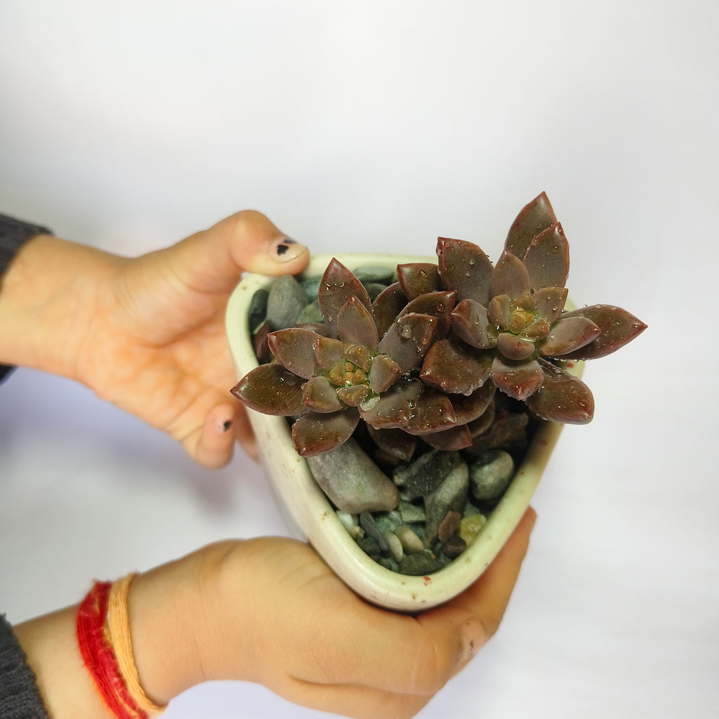 choclate sedum
