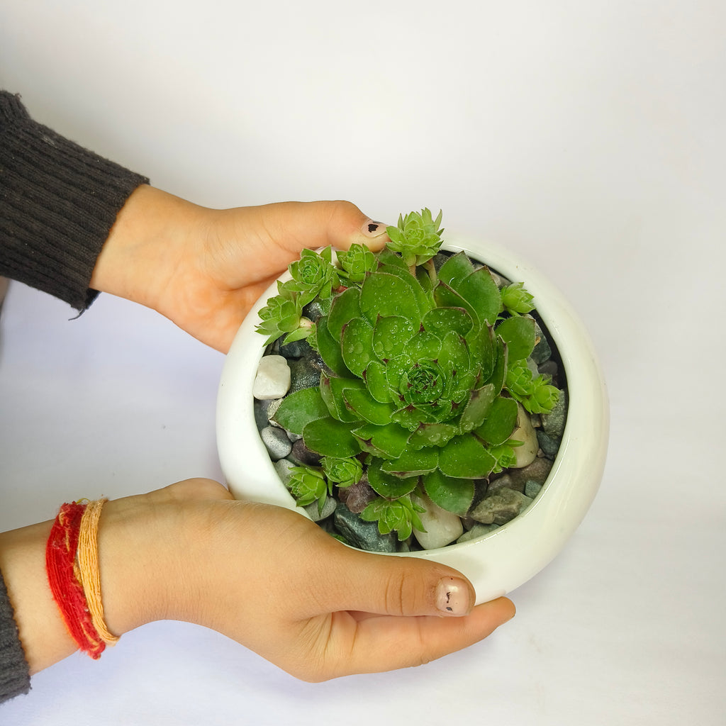 Lakshmi Kamal (Sempervivum)
