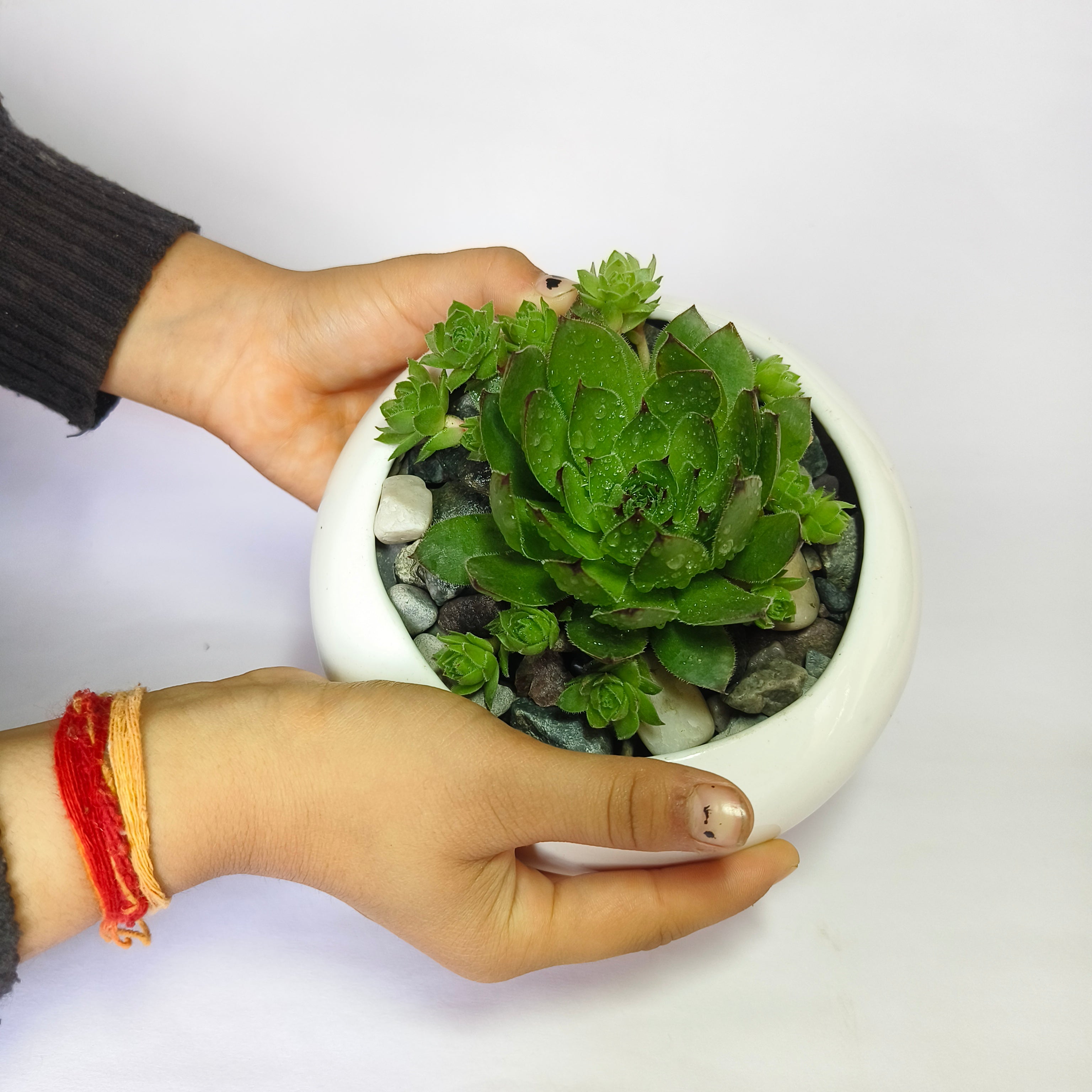 Lakshmi Kamal (Sempervivum)