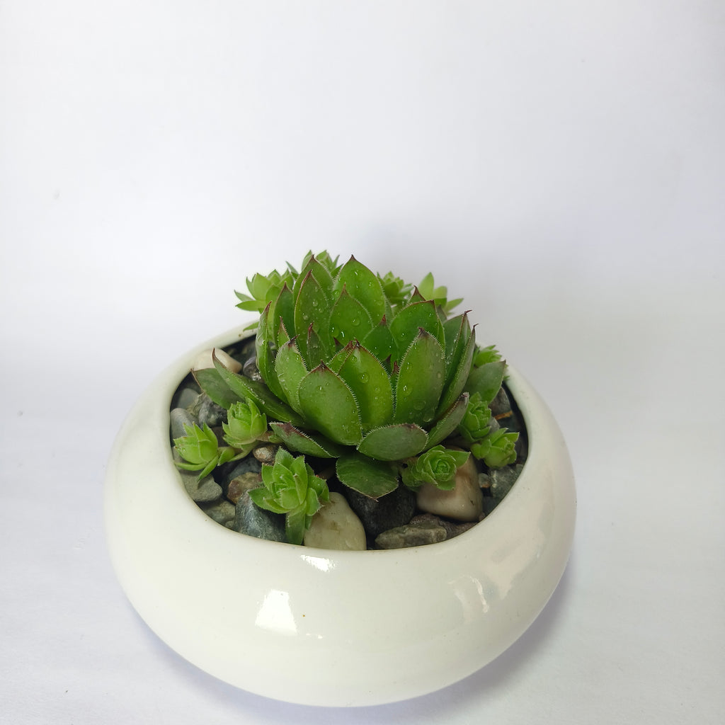 Lakshmi Kamal (Sempervivum)