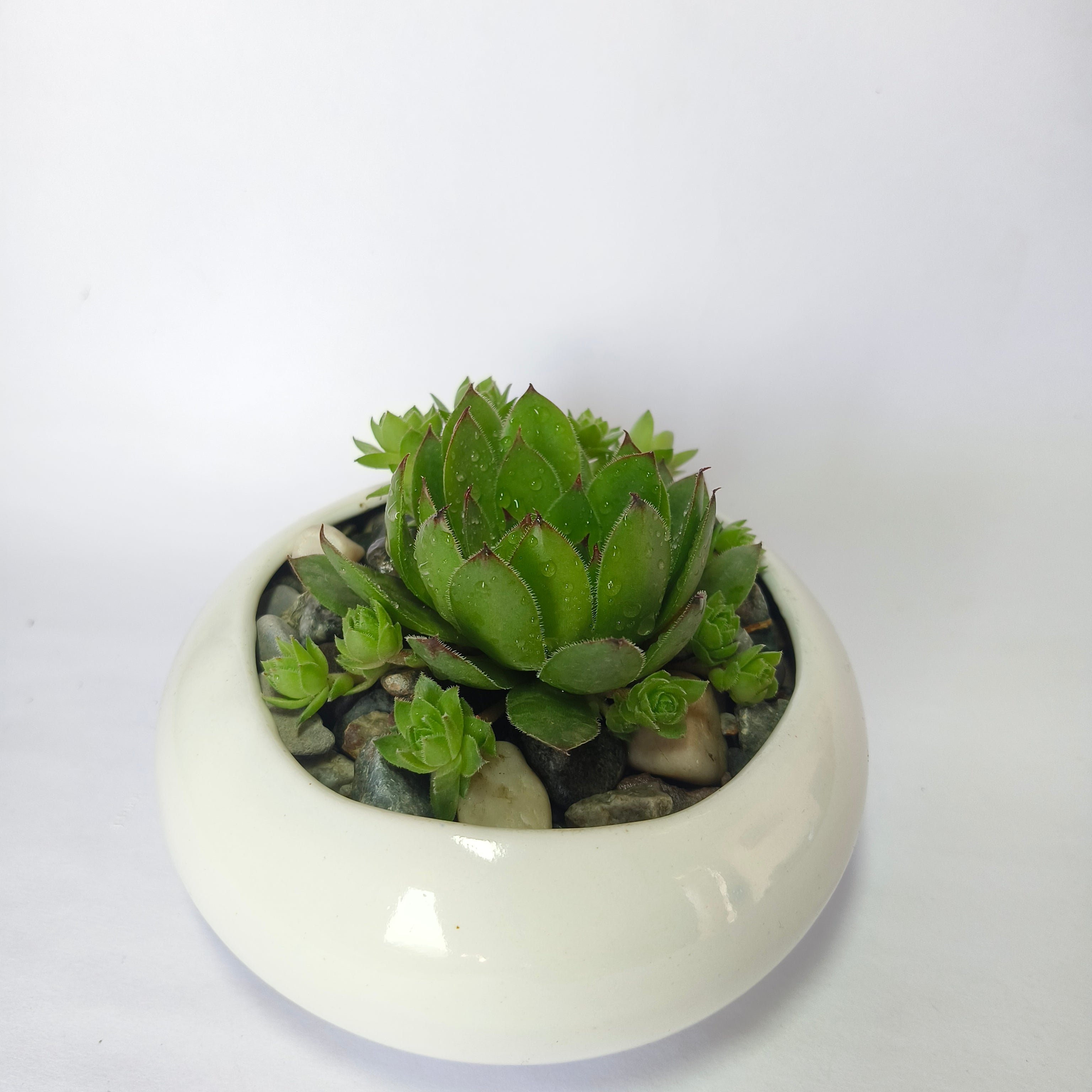 Lakshmi Kamal (Sempervivum)