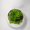 Lakshmi Kamal (Sempervivum)