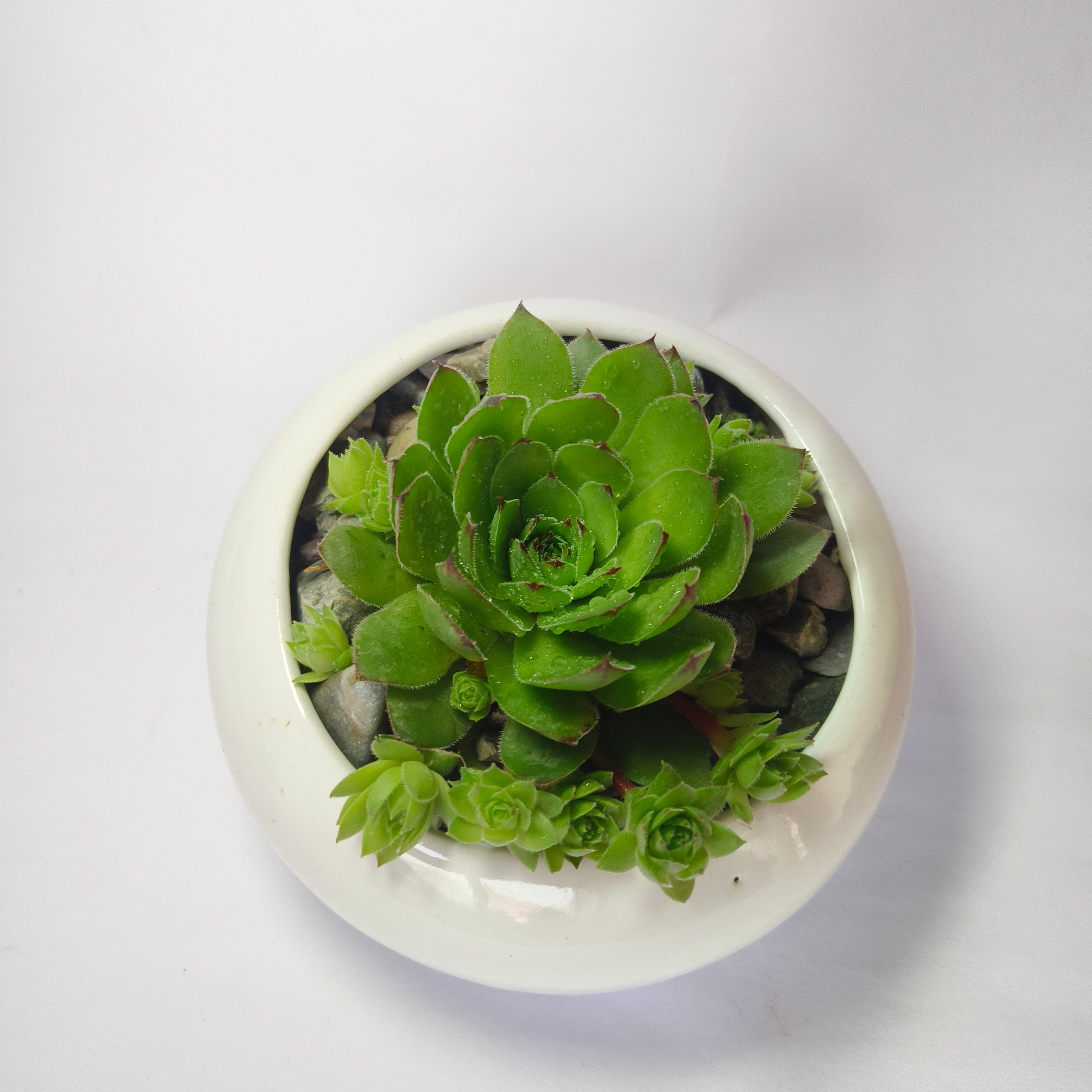 Lakshmi Kamal (Sempervivum)