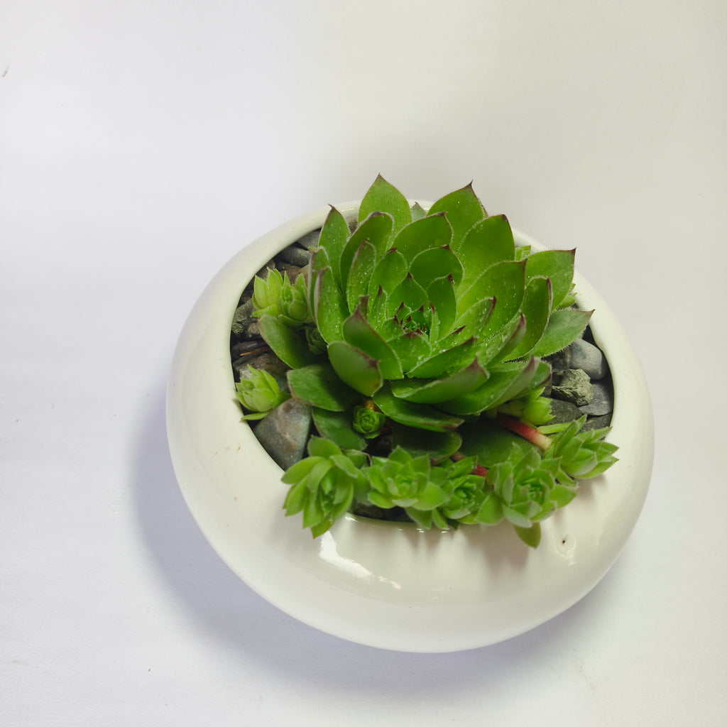 Lakshmi Kamal (Sempervivum)