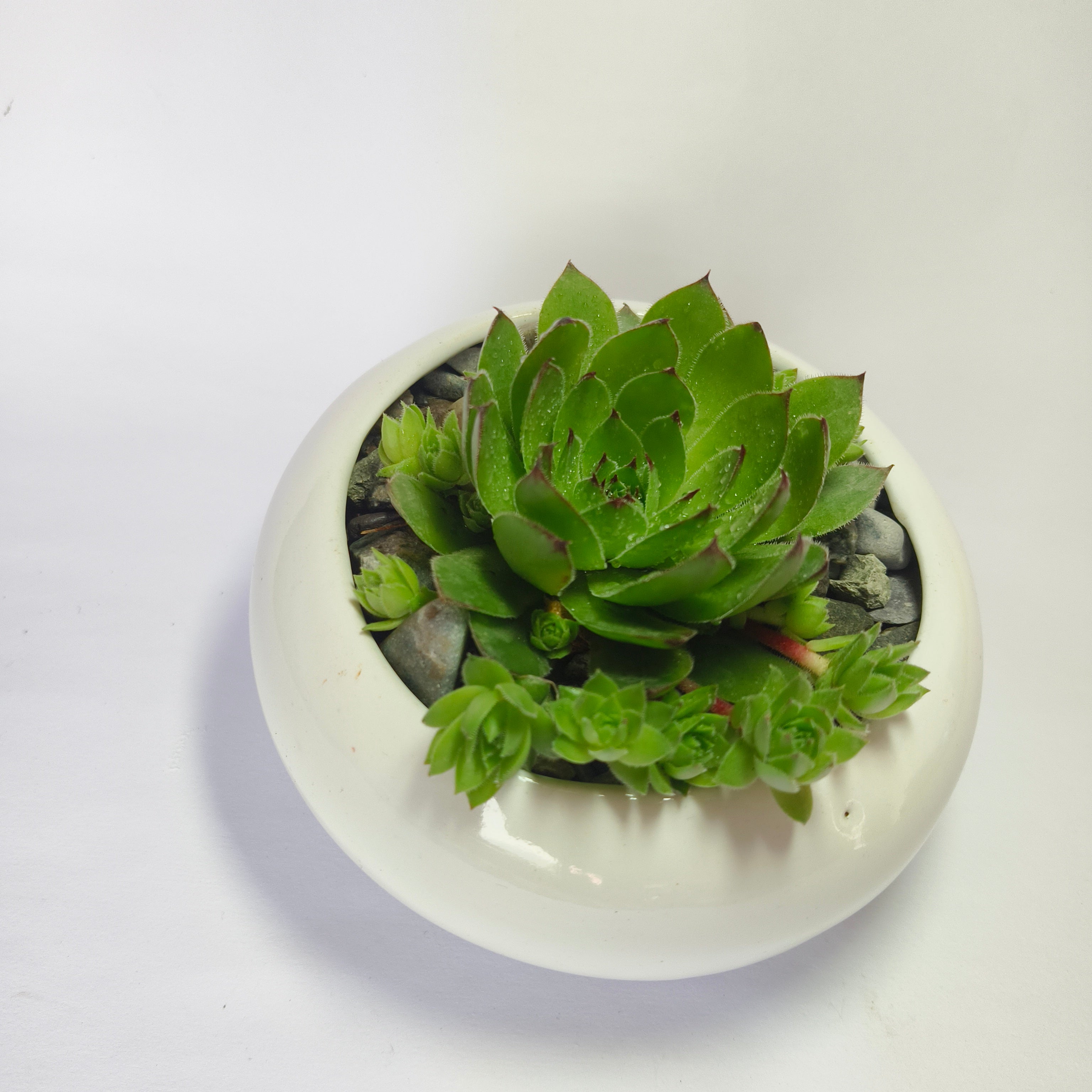Lakshmi Kamal (Sempervivum)