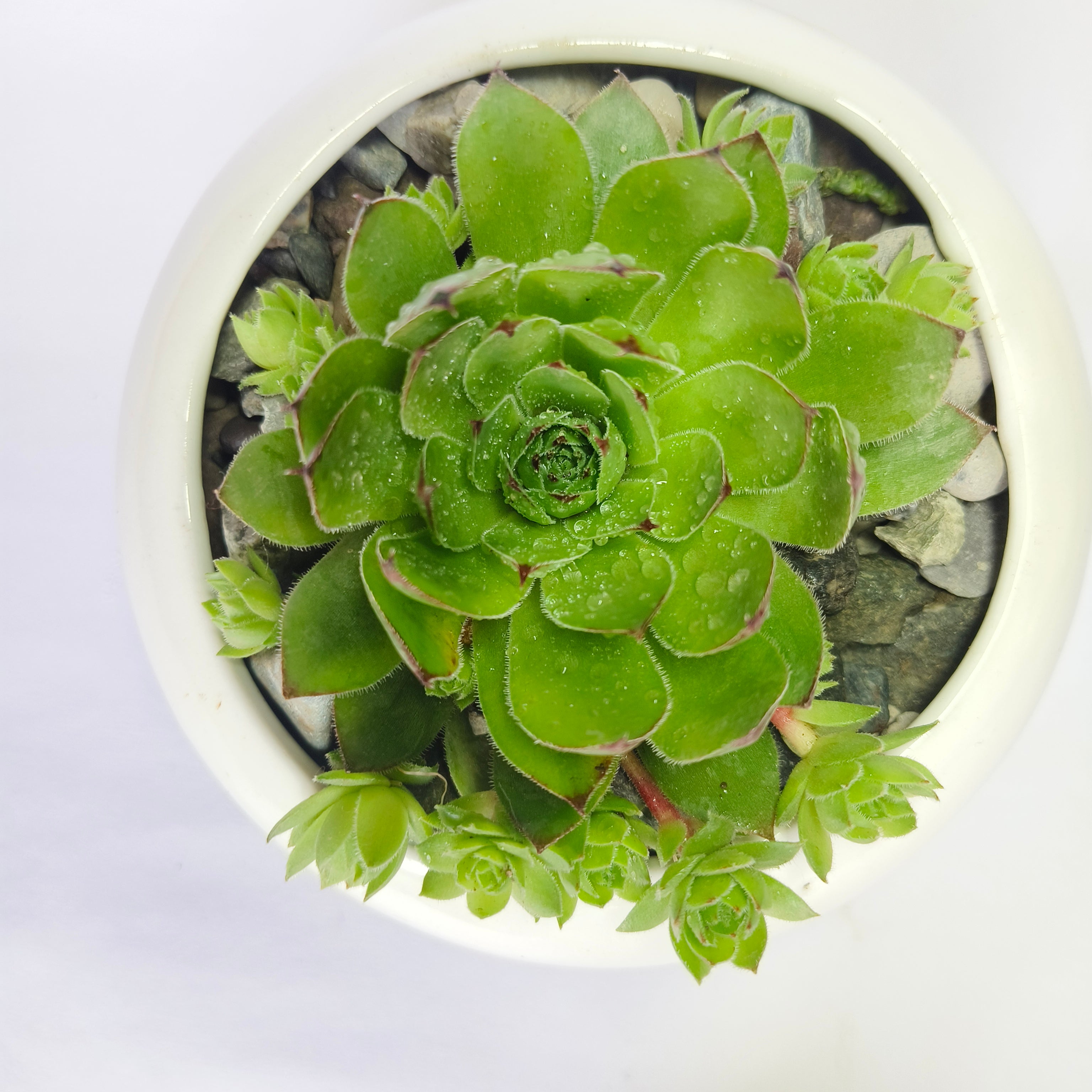 Lakshmi Kamal (Sempervivum)