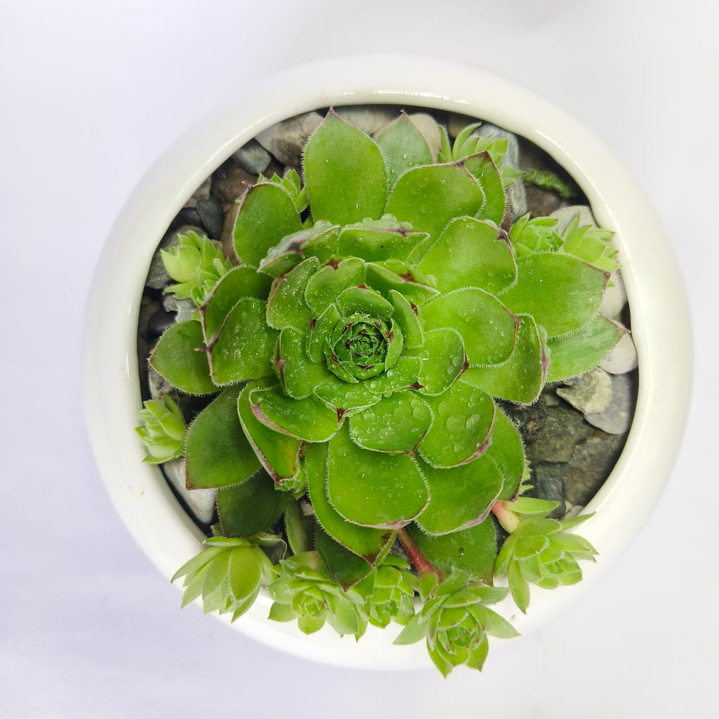 Lakshmi Kamal (Sempervivum)
