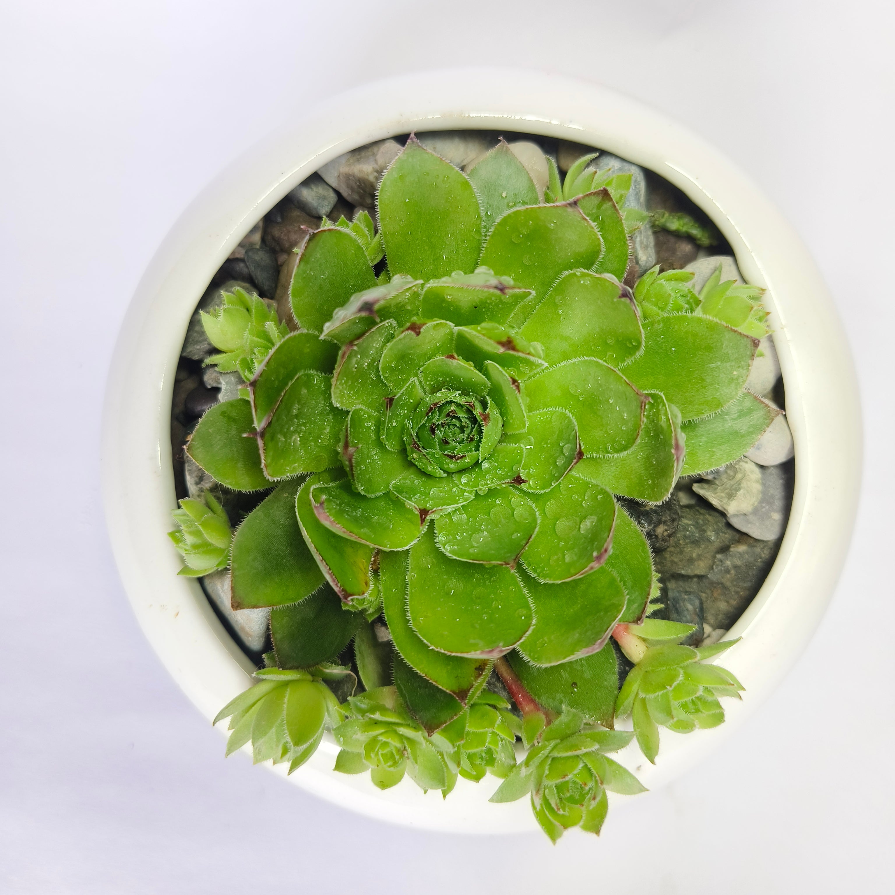 Lakshmi Kamal (Sempervivum)