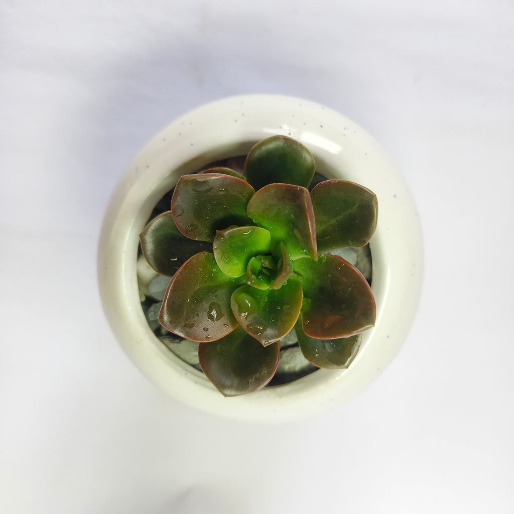 Echeveria chroma