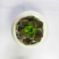 Echeveria chroma