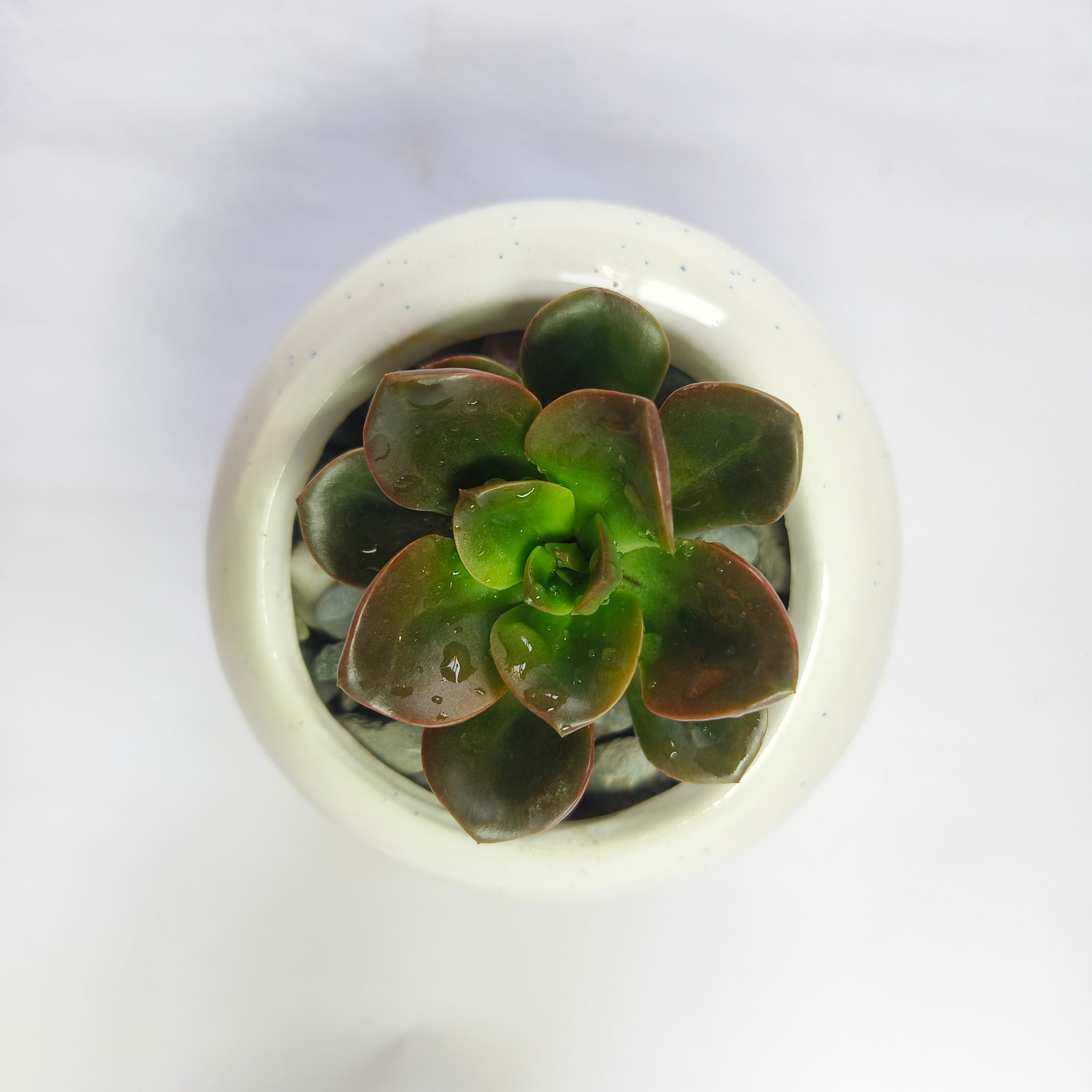 Echeveria chroma