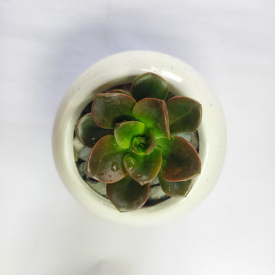 Echeveria chroma
