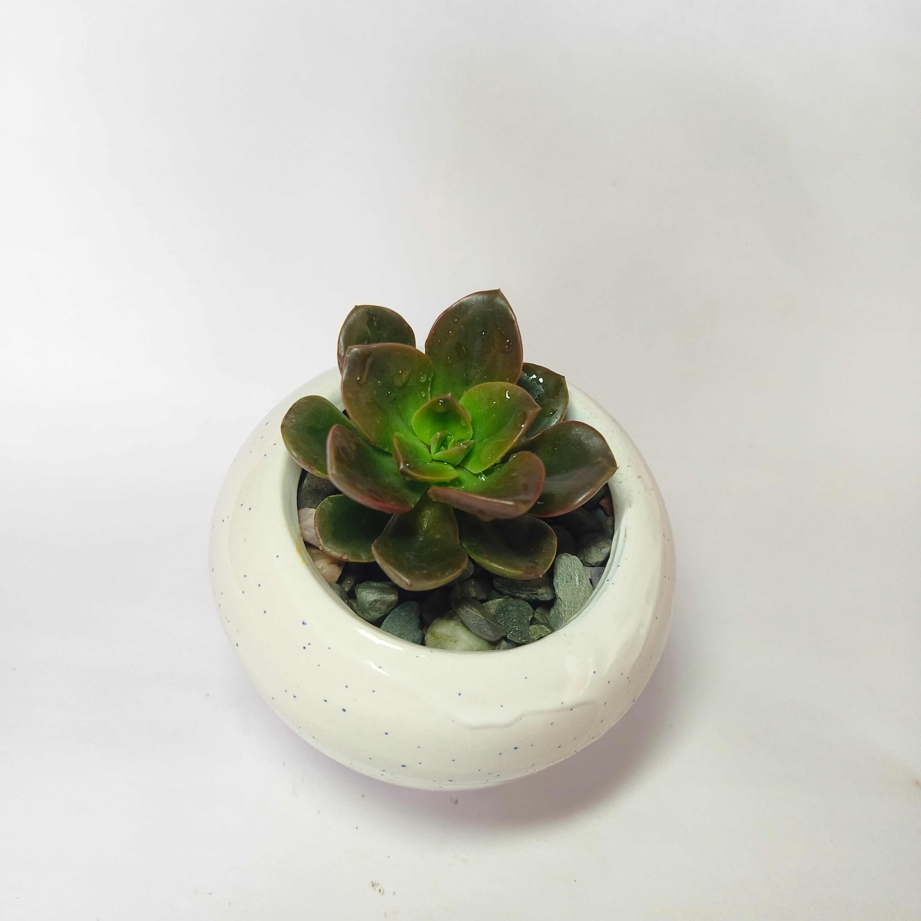 Echeveria chroma
