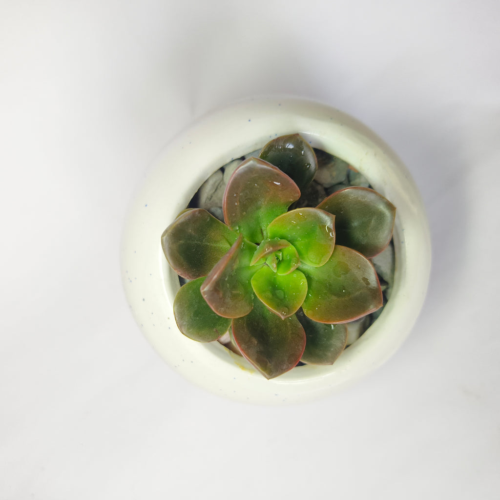 Echeveria chroma