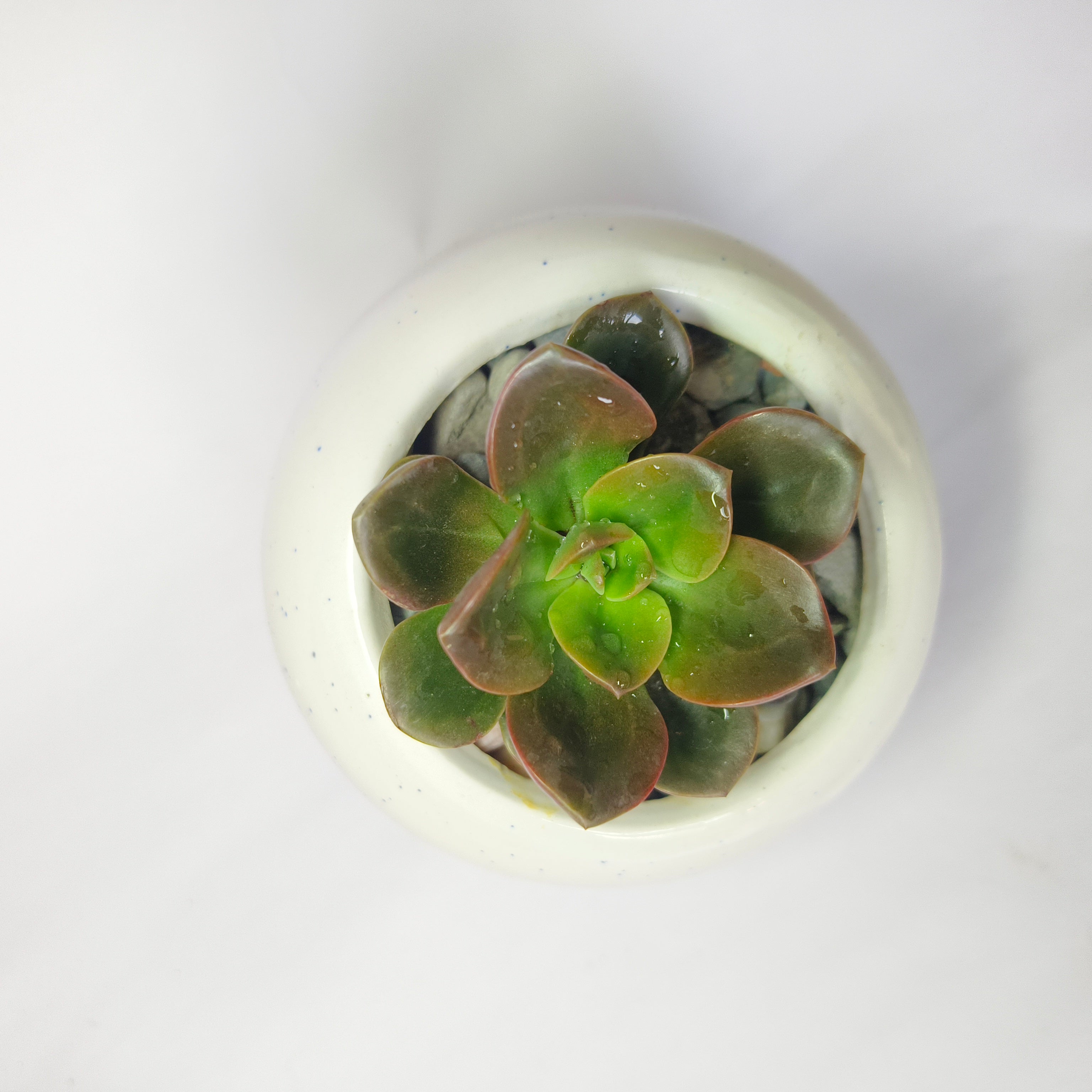 Echeveria chroma