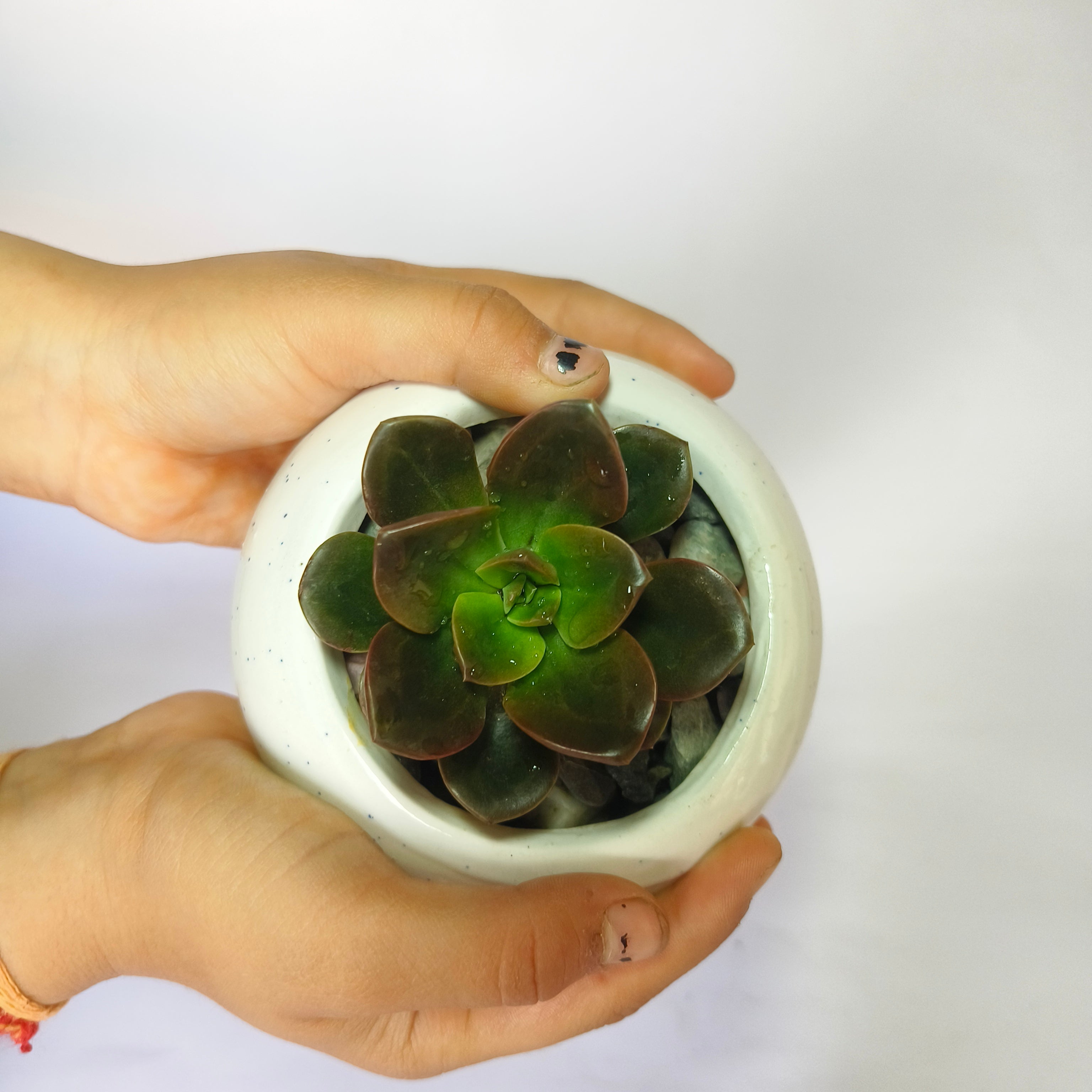 Echeveria chroma