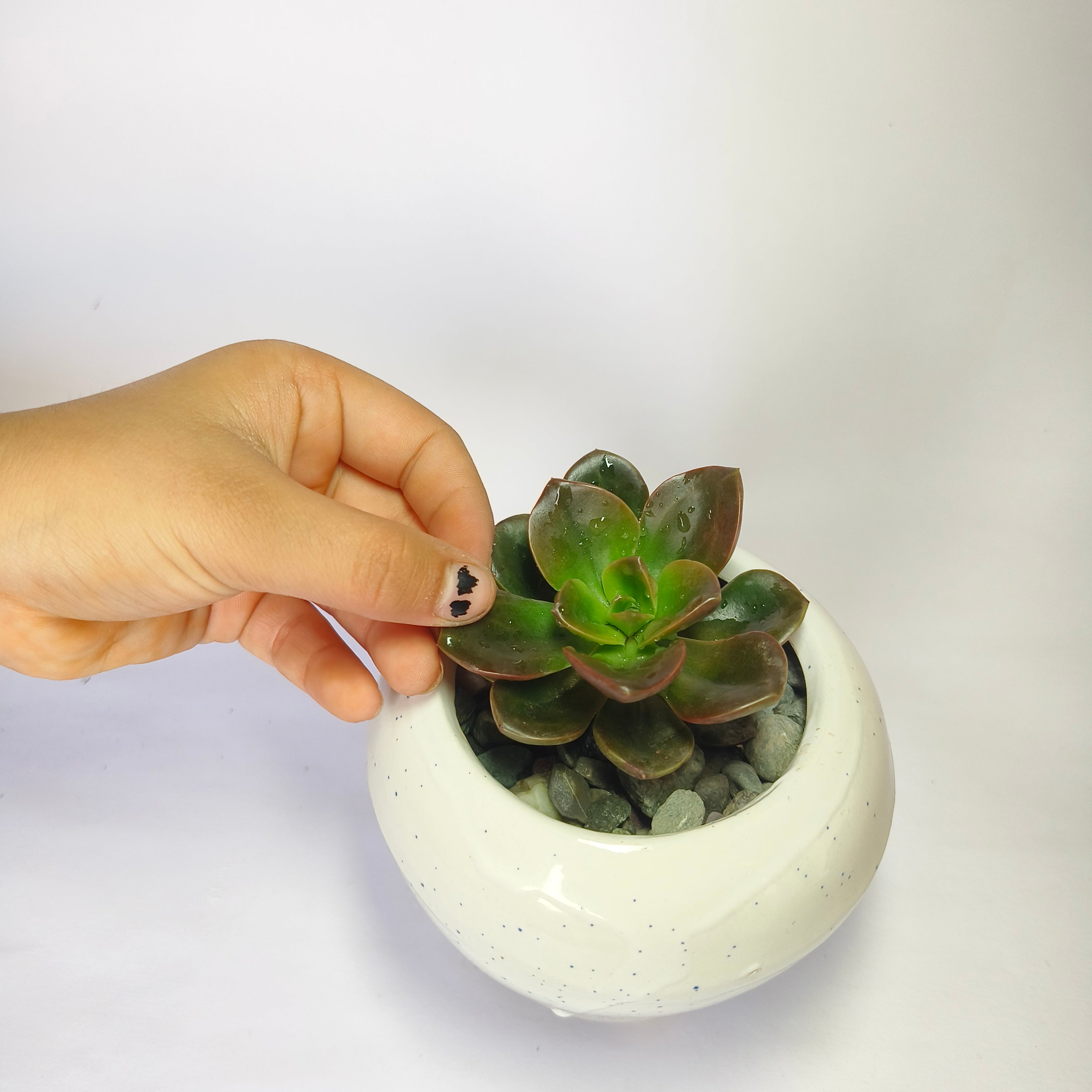 Echeveria chroma