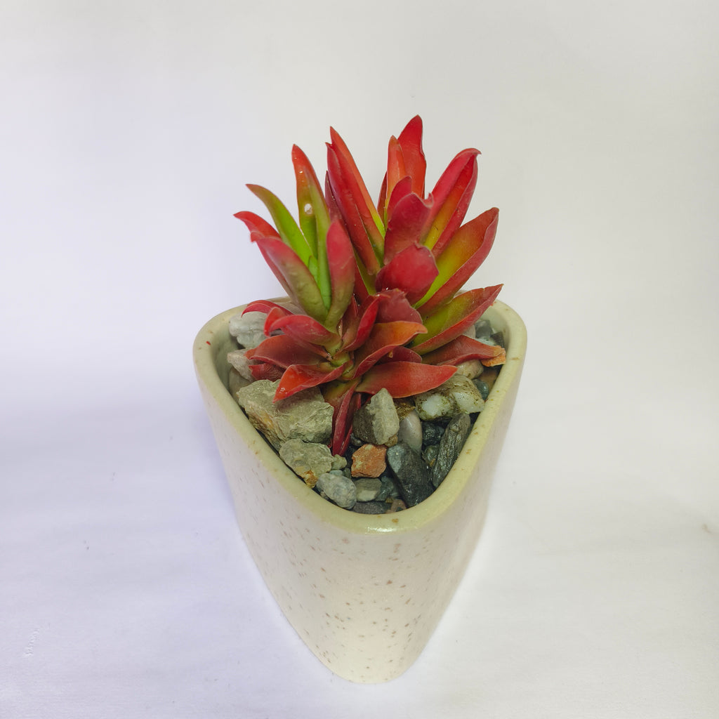 Red campfire