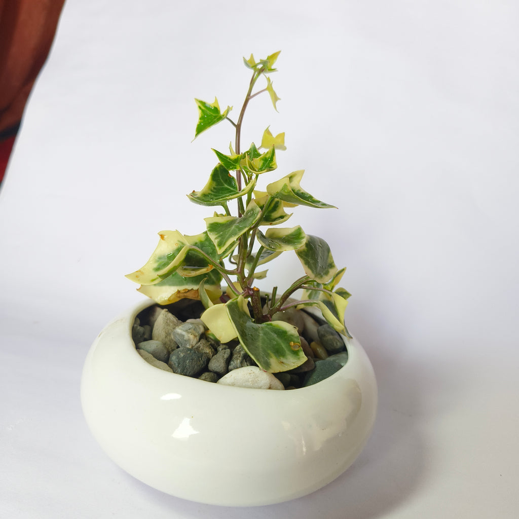 English ivy
